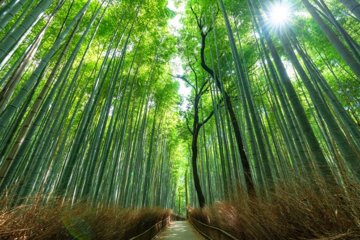 Arashiyama Bamboo Forest