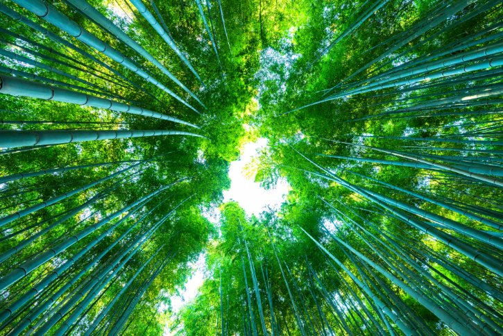 Arashiyama Bamboo Forest