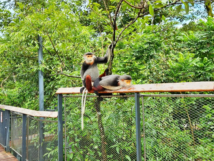 Langurs