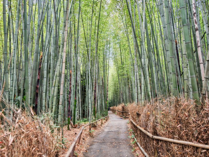 Arashiyama Bamboo Grove