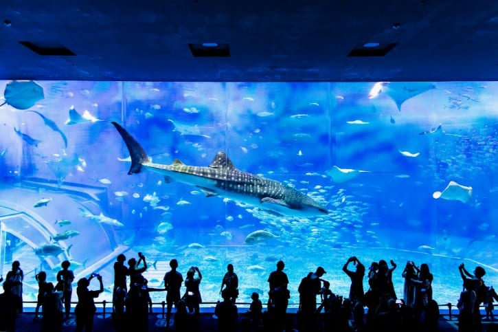 Okinawa Churaumi Aquarium