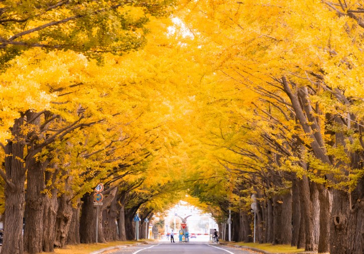 Ginkgo Avenue