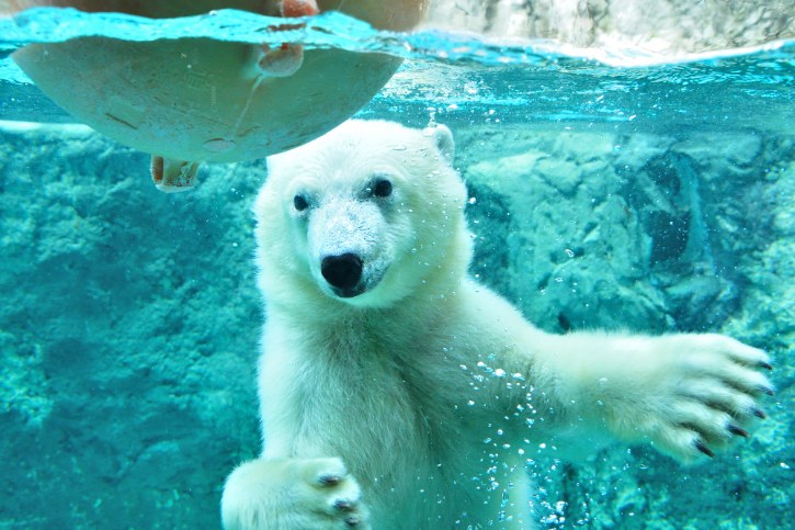 Polar Bear at Asahiyama Zoo