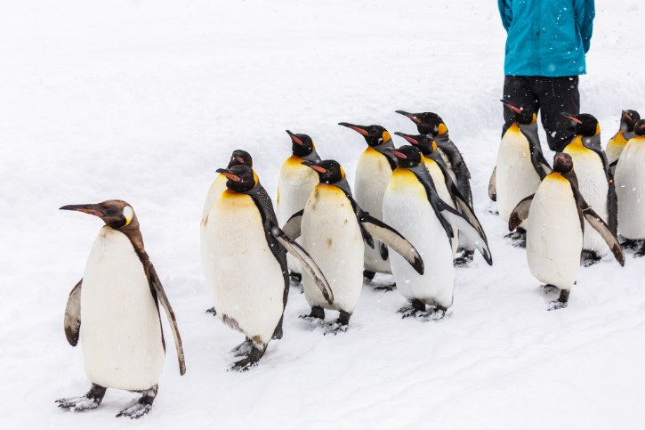 Penguin Parade at Asahiyama Zoo