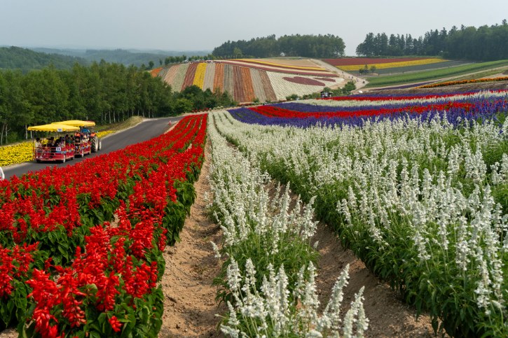 Farm Tomita