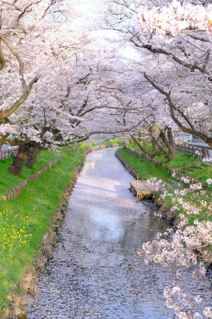 Shingashi River