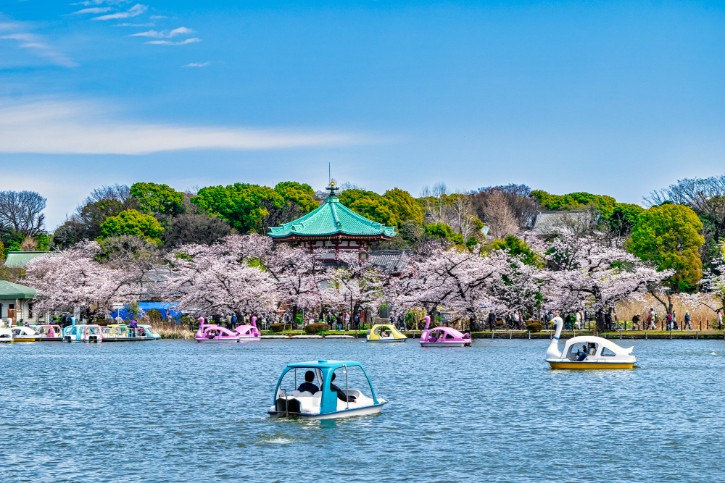 Cherry Blossom Season