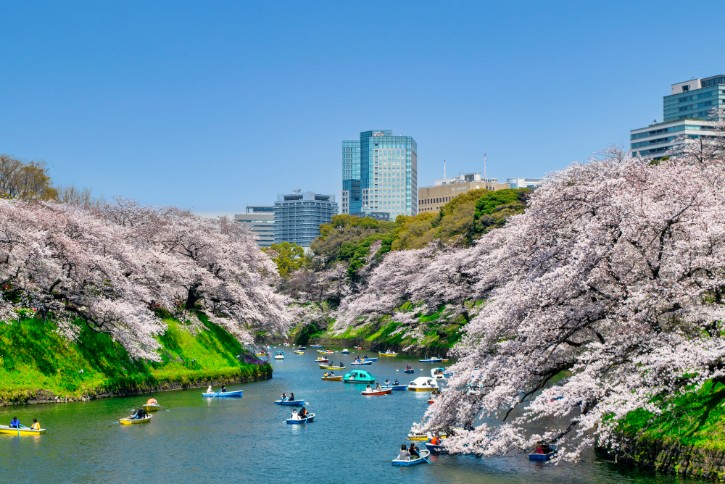 Cherry Blossom at Chidorigafuchi