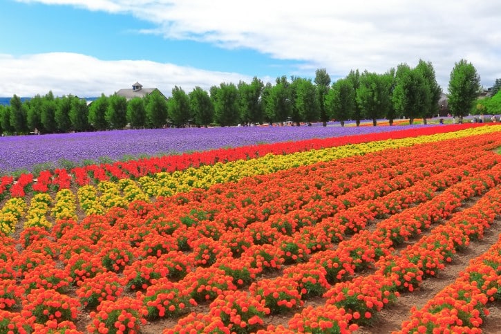 Flower Field at Hokkaido