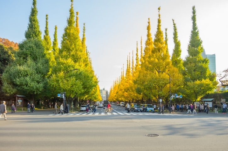 Autumn Foliage in Tokyo