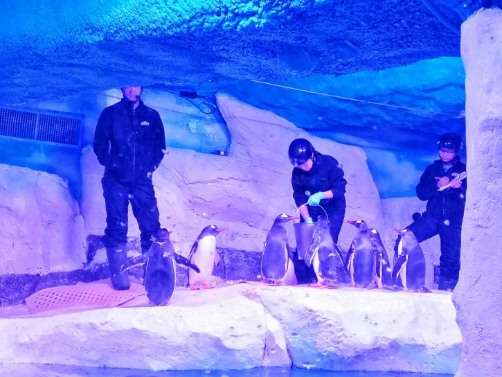Penguin at SEA LIFE Bangkok Ocean World