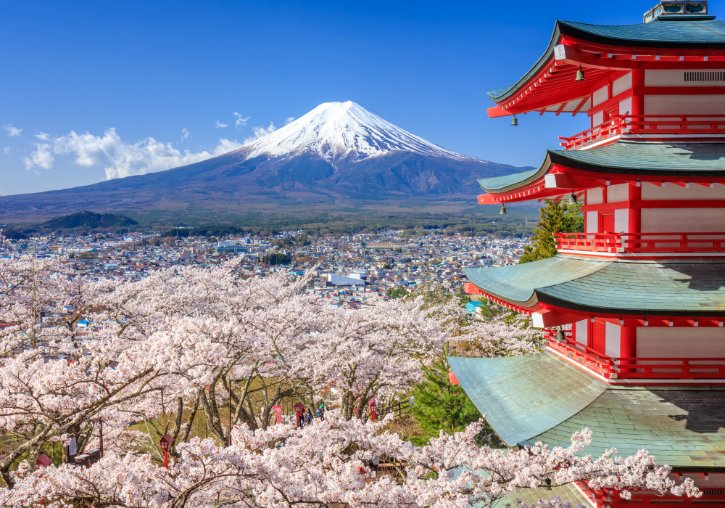 Cherry Blossom in Japan