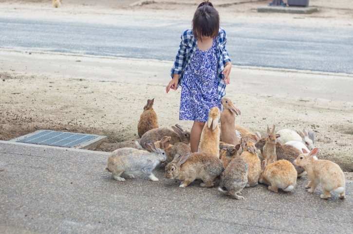 Wild Rabbits