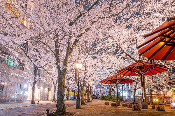 Cherry Blossom in Kyoto