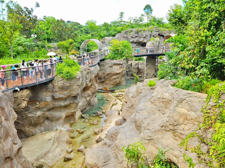Rainforest Wild Asia