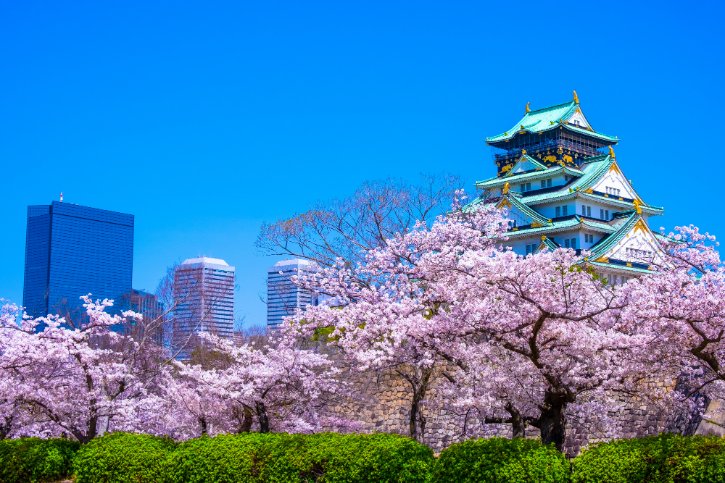 Cherry Blossom in Osaka Castle