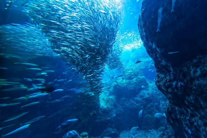 Enoshima Aquarium