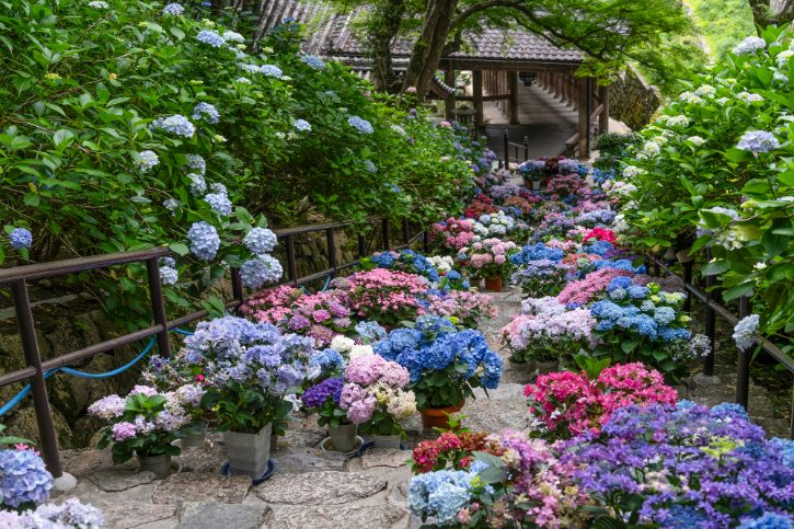 Hydrangea Path