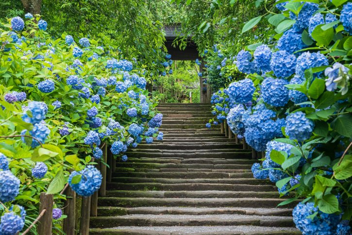 Hydrangea Bushes