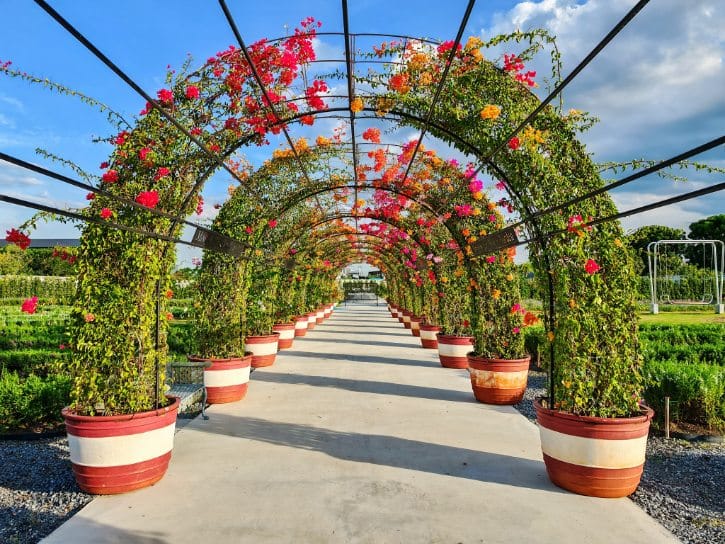 Moo Yoo Rose House Garden