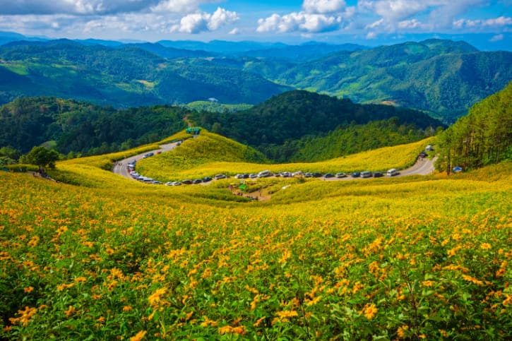 Thung Bua Tong Fields at Doi Mae U Kho
