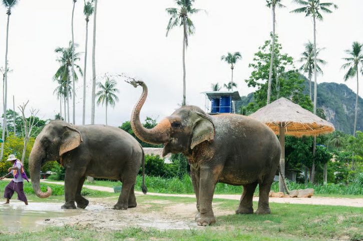 Ao Nang Elephant Sanctuary Krabi