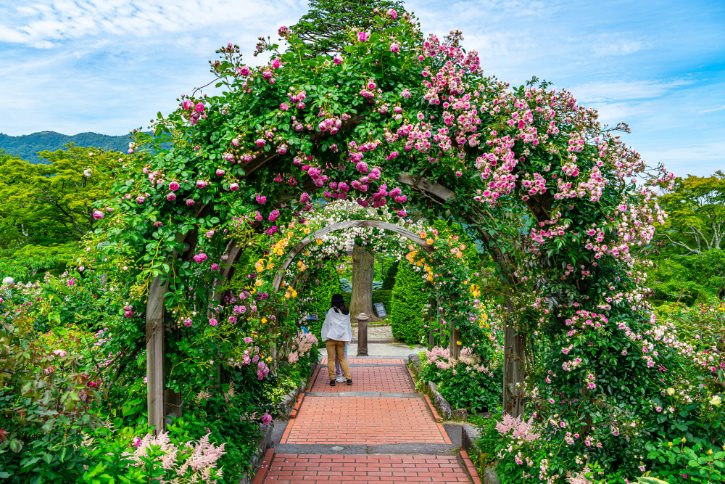 Rose Garden at Hakone Gora Park