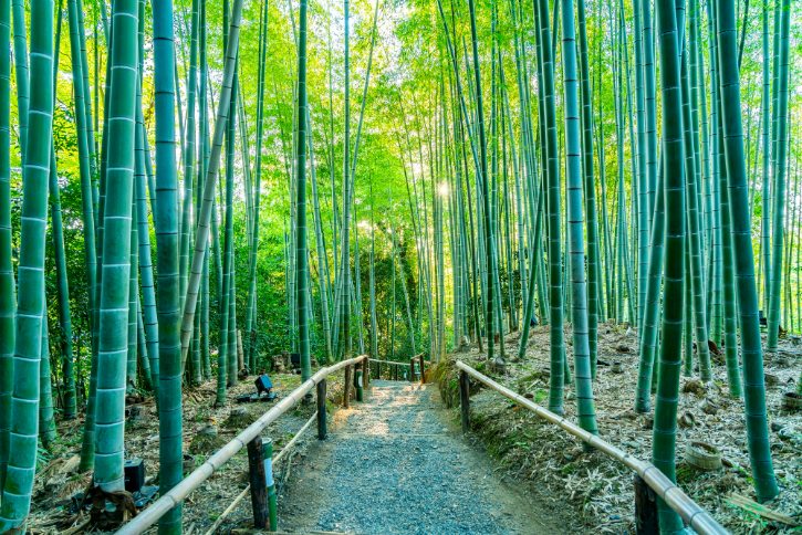 Bamboo Grove