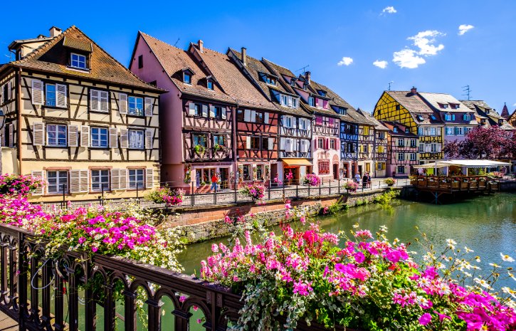 Colmar Flower