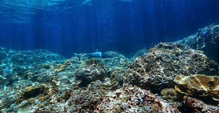 Blacktip Reef Shark Over Coral Reef