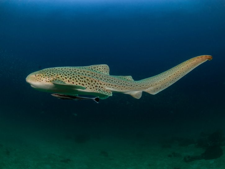 Leopard Shark Swimming Underwater