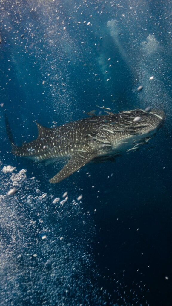 Whale Shark With Remora Fish
