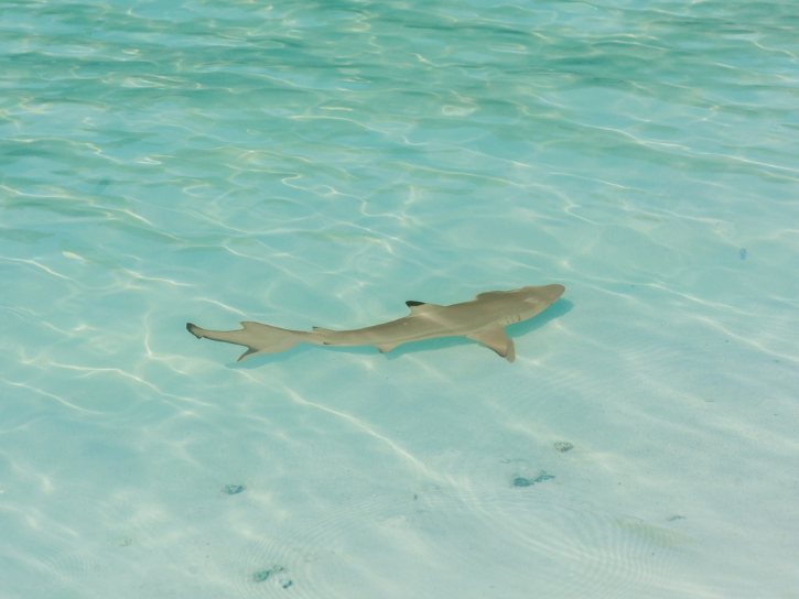 Blacktip Reef Shark In Shallow Water