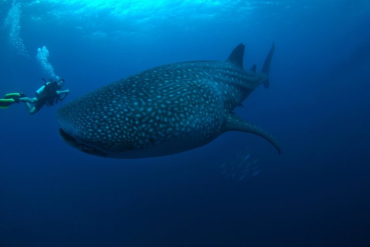 Whale Shark Diving In Similan Islands