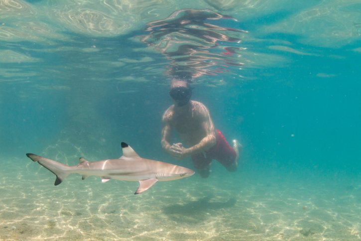 Blacktip Reef Shark In Koh Tao