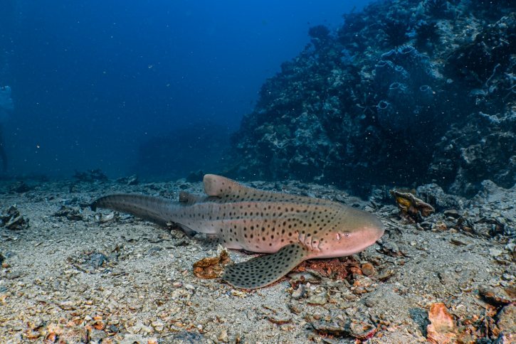 Leopard Shark At Koh Haa