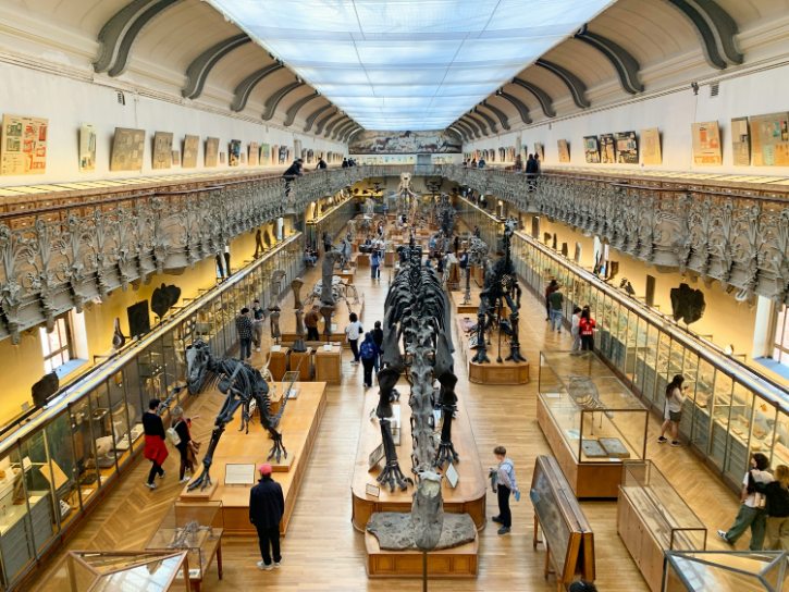 Gallery of Palaeontology & Comparative Anatomy