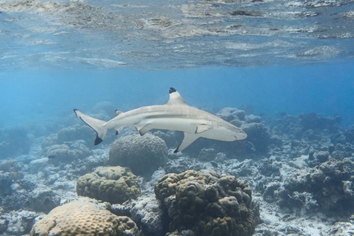 Blacktip Reef Shark Over Coral Reef