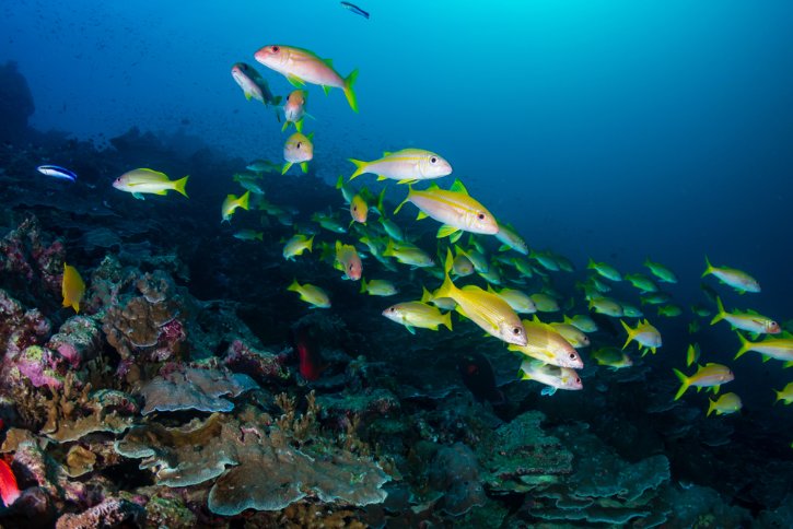 Colorful Bluestripe Snapper in Similan Islands