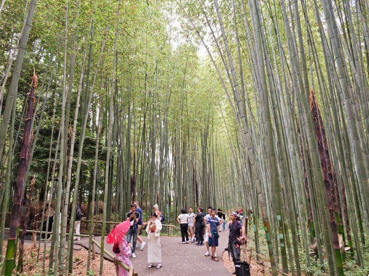 Kyoto Bamboo Forest Trail