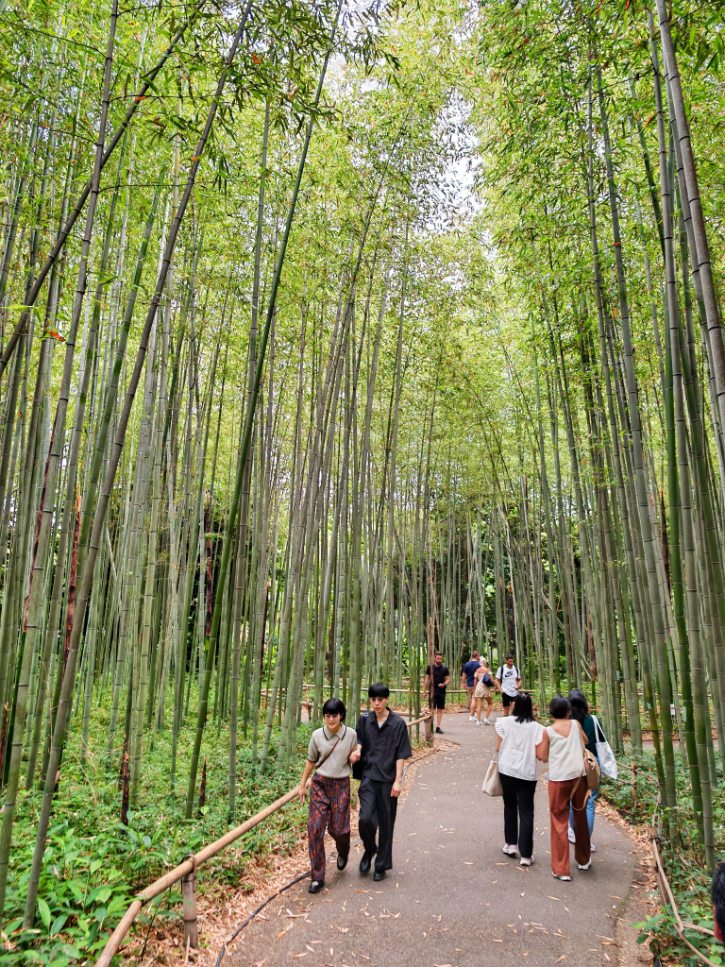 Arashiyama Bamboo Forest Walk