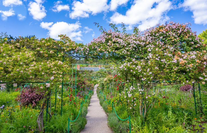 Pathway through a colorful garden, with flowering vines arching overhead and a clear blue sky above.