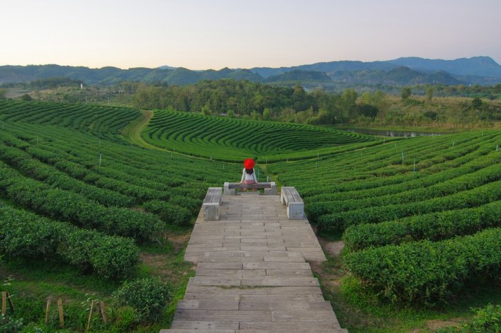 Choui Fong Tea Plantation