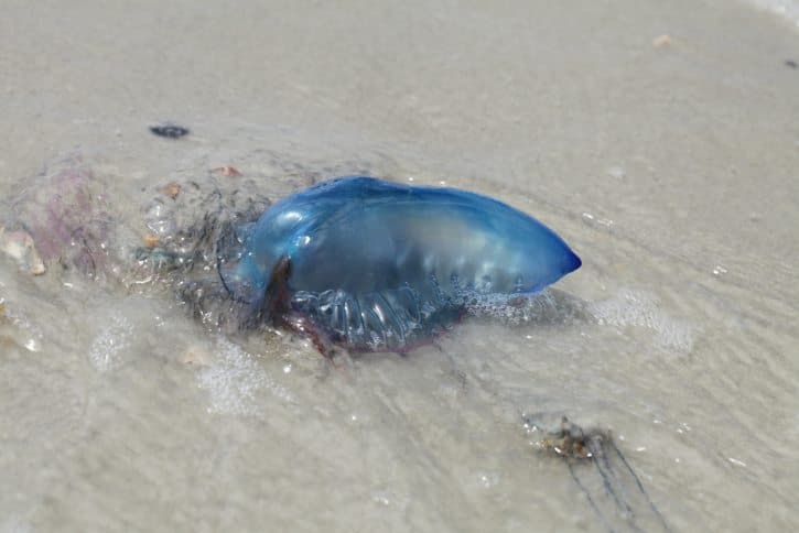 Portuguese Man Of War On Beach